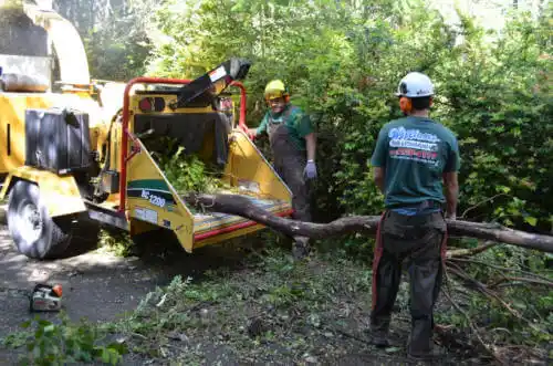 tree services Millbrae